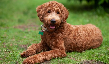 Un exemplar de Doodle