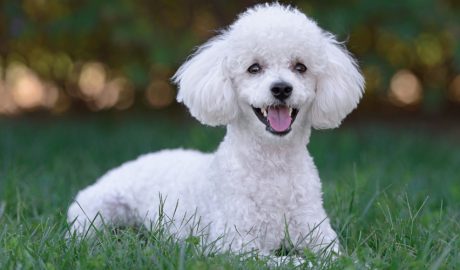 Un exemplar de poodle