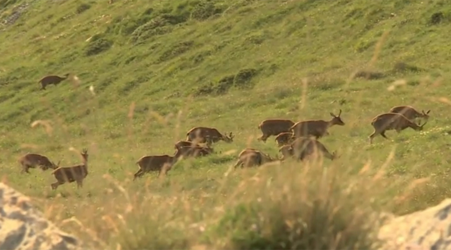 Isards pasturant a la muntanya (ATV)