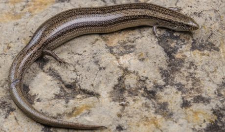 Un exemplar de lludrió ibèric