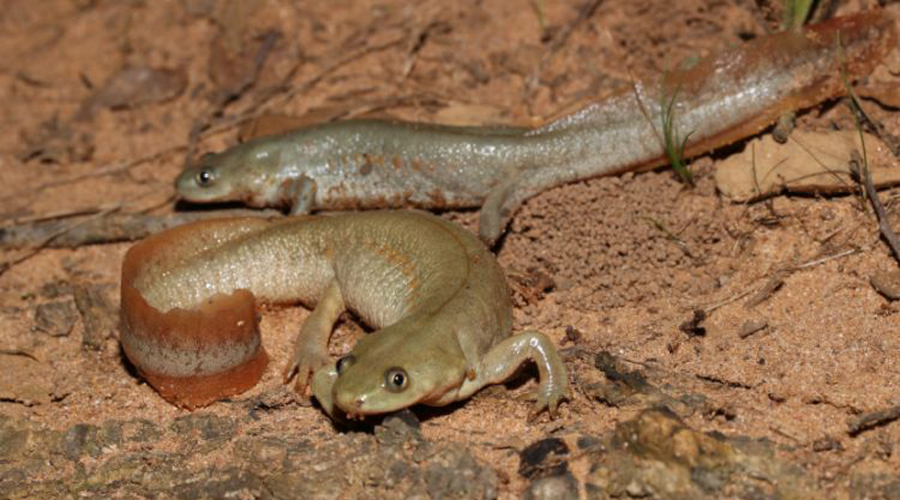 Dos exemplars d'ofegabous (Gencat.cat)