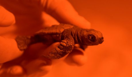 Un exemplar petit de tortuga careta