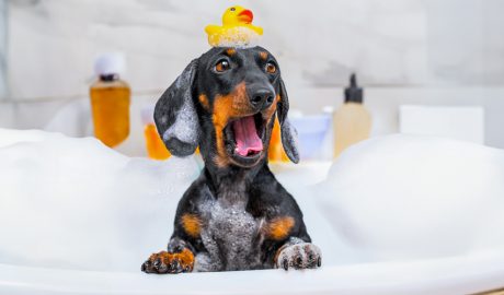 Un gos dins la banyera