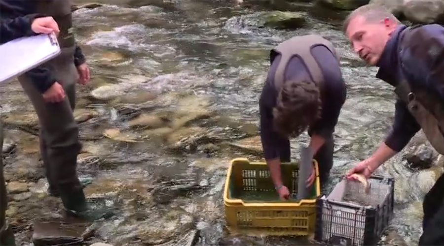 Tasques de control de les truites en un riu del Principat (AndorraDifusió)