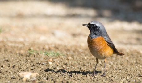 Un exemplar de cotxa cua-roja