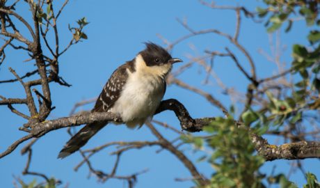 Un exemplar de cucut reial