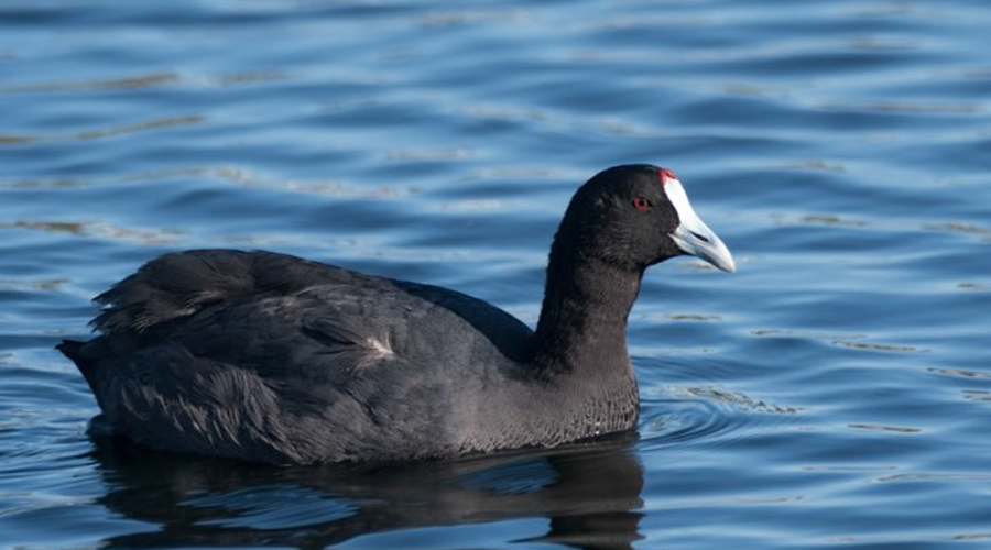 Un exemplar de fotja banyuda (Gencat.cat)