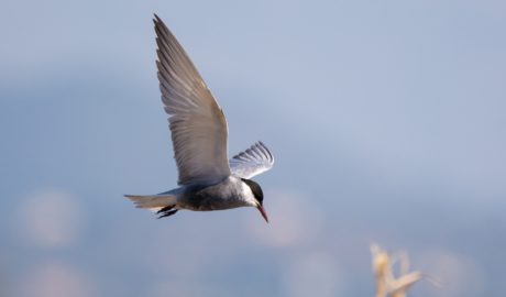 Un exemplar de fumarell carablanc