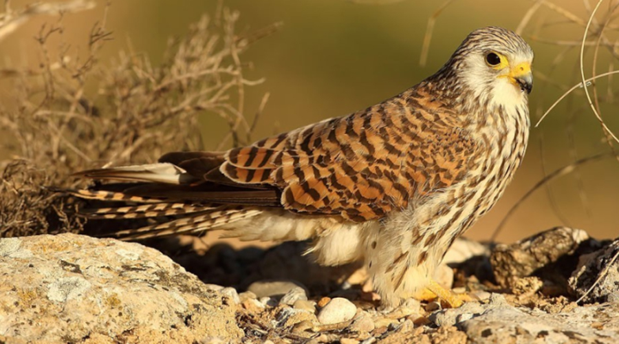 Un exemplar de xoriguer femella (Gencat.cat)