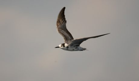 Un exemplar de fumarell negre adult