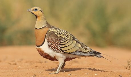 Un exemplar de ganga mascle