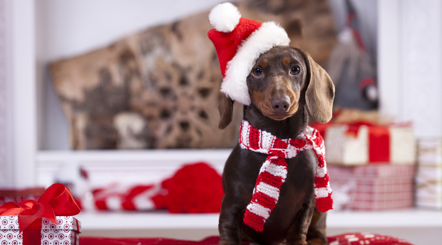 També arribada Nadal per al pelut de la família (AMIC)