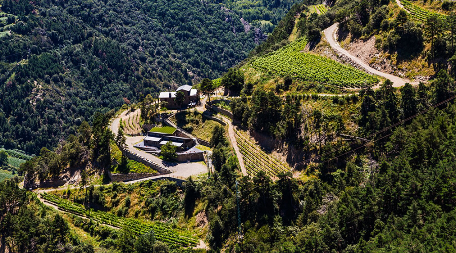 Vinyes en territori andorrà (SFGA)