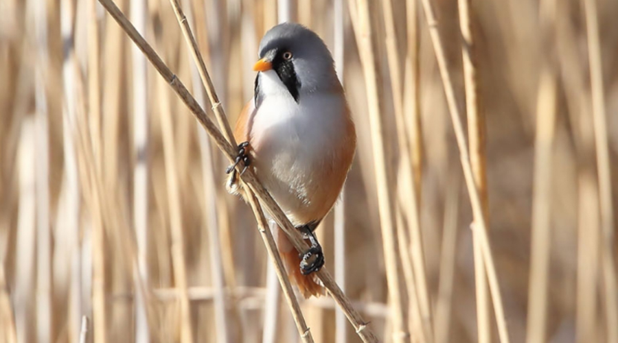 Un exemplar de mallerenga de bigotis (Gengat.cat)