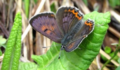 Un exemplar de papallona "coure violeta" -Lycaena helle-