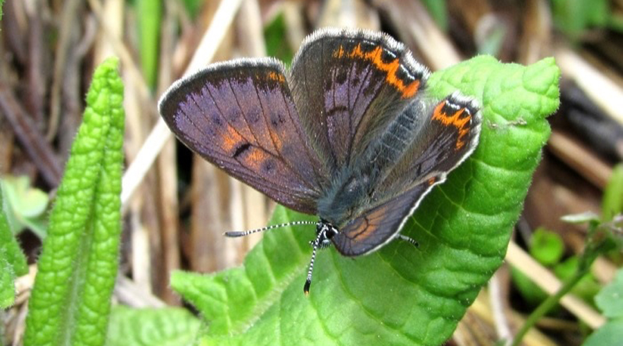 Un exemplar de papallona "coure violeta" -Lycaena helle- (AR+I)