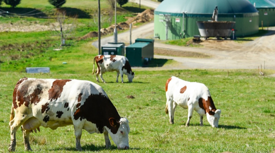 Les dejeccions ramaderes i els residus orgànics permeten la producció de biogàs (Govern.cat)