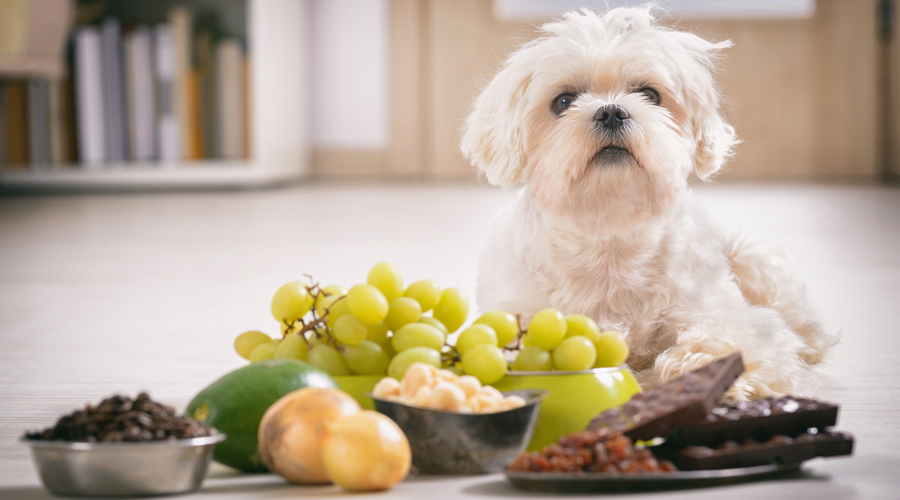 Un gos davant d'aliments propis dels humans i que li són perillosos per a la salut (Getty images)
