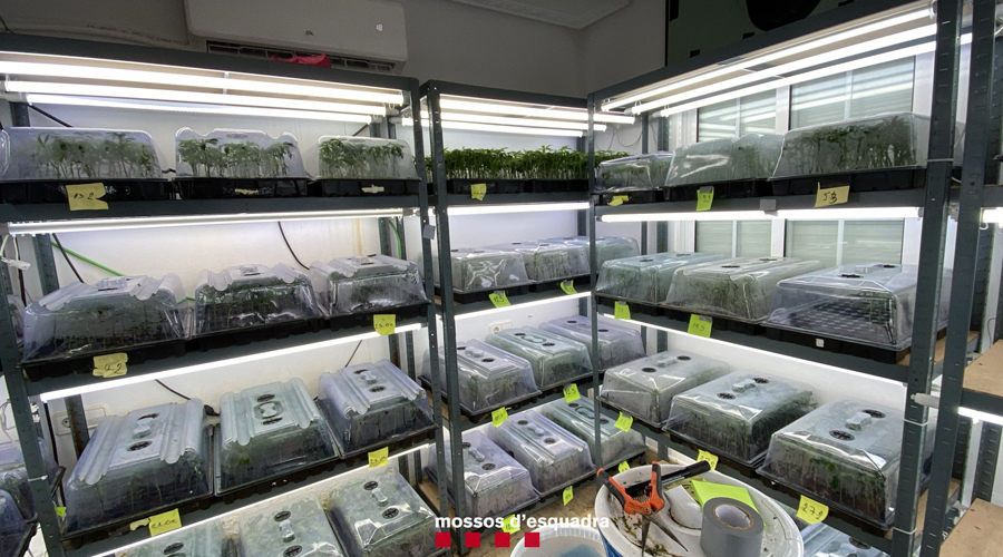 Alguns dels esqueixos de marihuana intervinguts per la Policia catalana (Mossos d'Esquadra)