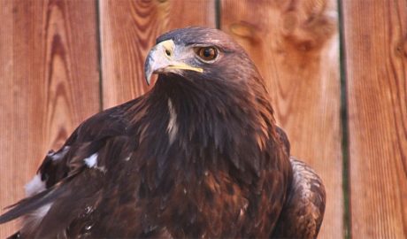 L'àliga daurada, Glòria, té una vida digna al refugi d'animals salvatges
