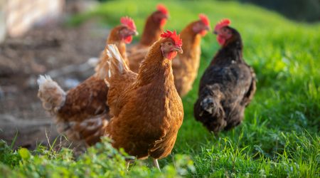 Gallines per a autoconsum en una finca particular