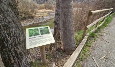 El projecte de restauració ambiental millorarà la conservació de la planta aquàtica Hippuris vulgaris