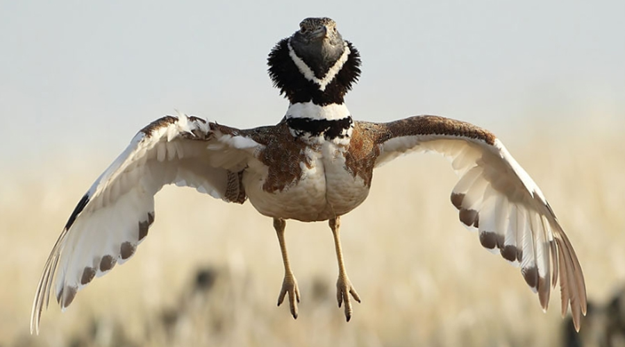 Un exemplar de sisó (Gencat.cat)