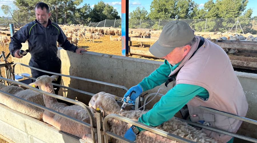Els serveis veterinaris vacunant amb el serotip 3 en una granja d'Alcarràs (Govern.cat)