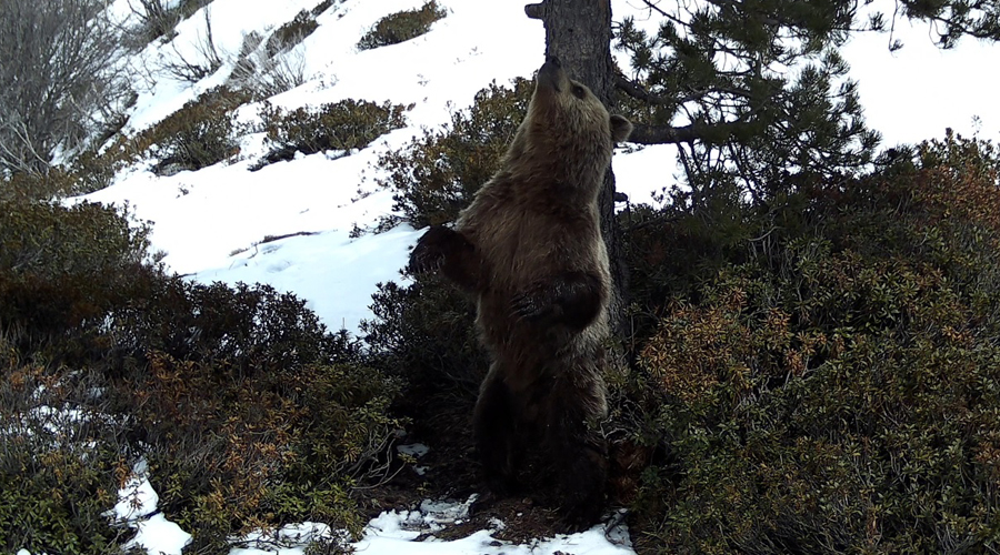 Un os bru en territori andorrà