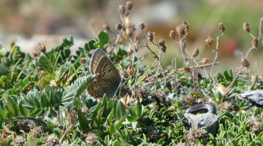 Una papallona (AR+I)