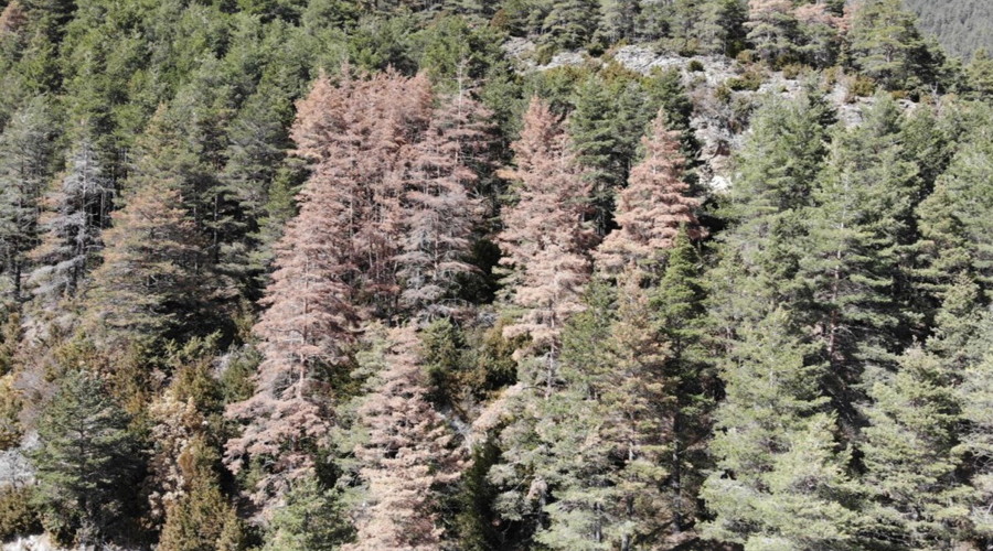 Arbres malalts a la muntanya (AR+I)