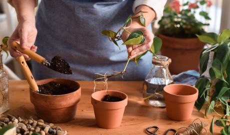 Una dona plantant esqueixos