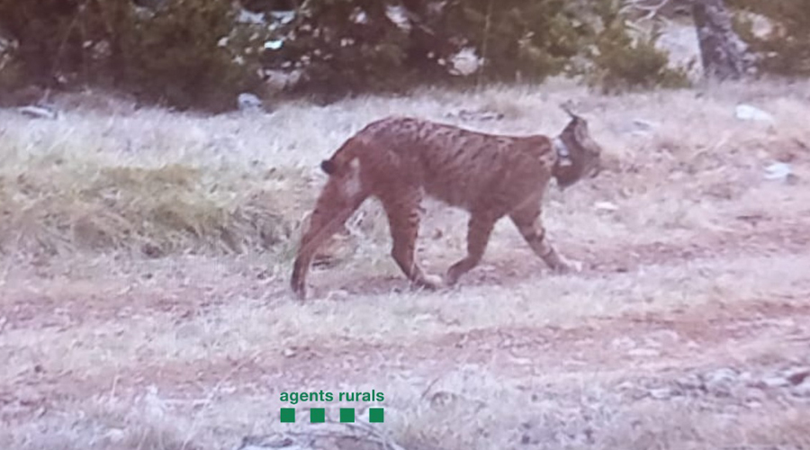 El linx captat per la càmera dels Agents Rurals (Govern.cat)
