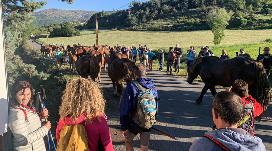 Per a participar a la festa de la transhumància cal inscriure's prèviament (Aj. de Llívia)