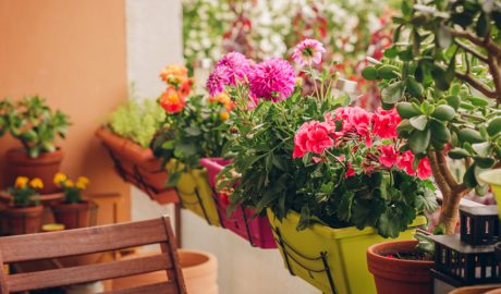 Un petit balcó ben guarnit amb plantes i flors