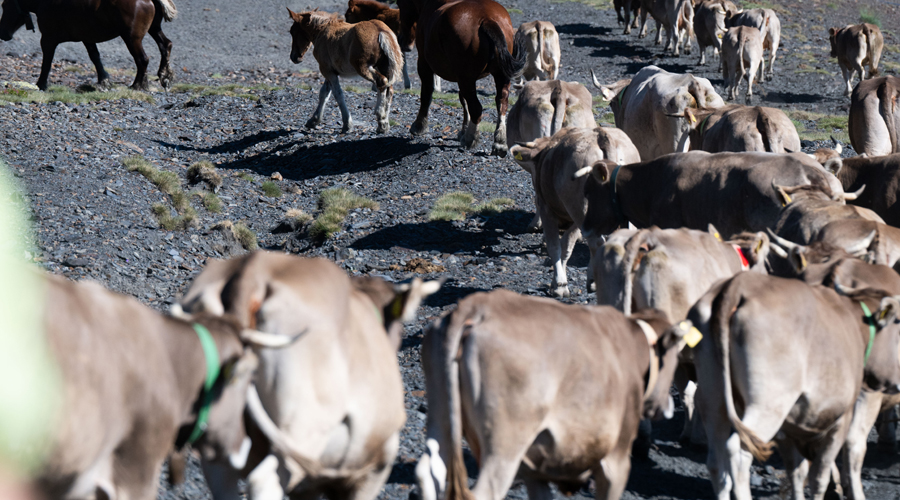 Sant Julià reviu l'activitat de la transhumància (Comú de Sant Julià)