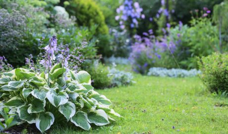 Un jardí amb una gran varietat de plantes i arbusts
