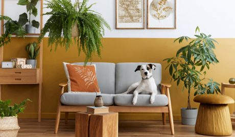 Un sala d'estar on hi ha plantes d'interior i un gos