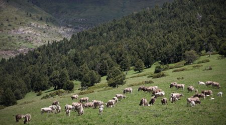 Vaques pasturant en un prat andorrà