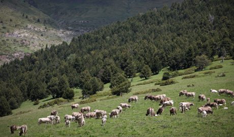 Vaques pasturant en un prat andorrà