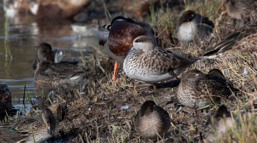 Exemplars de xarxet marbrenc (Gencat.cat)