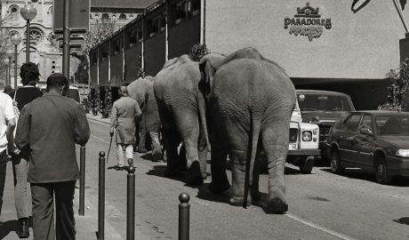 Una de les milers d'imatges valuosíssimes de Miquel Planella