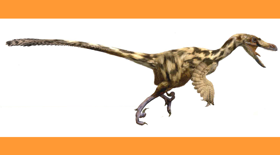 Recreació d'un dromeusaure (ICP Miquel Crusafont)