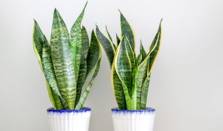 Dues plantes llengua de sogra -Sansevieria trifasciata-