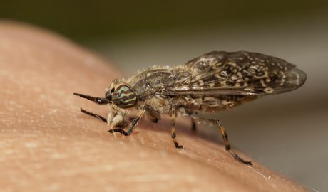 Un insecte damunt del braç d'una persona