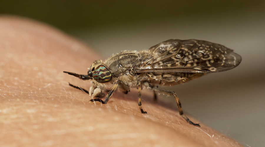 Un insecte damunt del braç d'una persona (Getty Images)