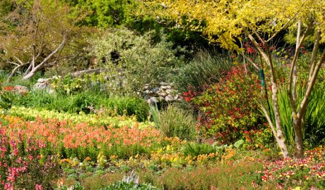 La bellesa d'un jardí naturalista