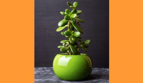 Una planta de jade