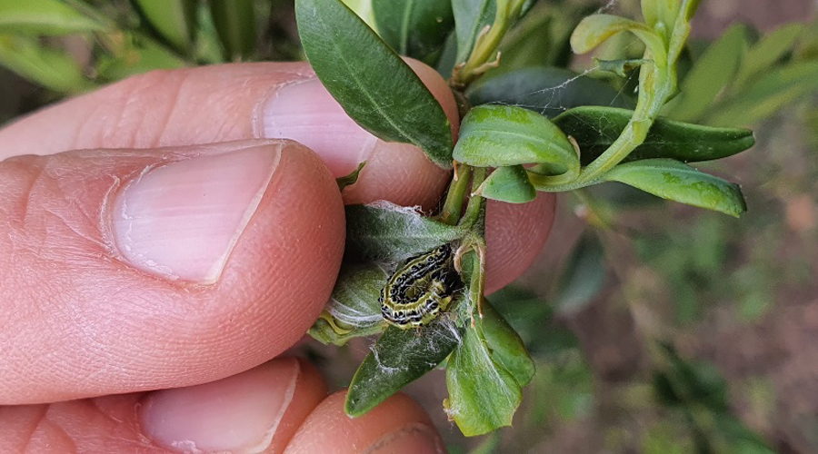 Una eruga del boix (Govern.cat)