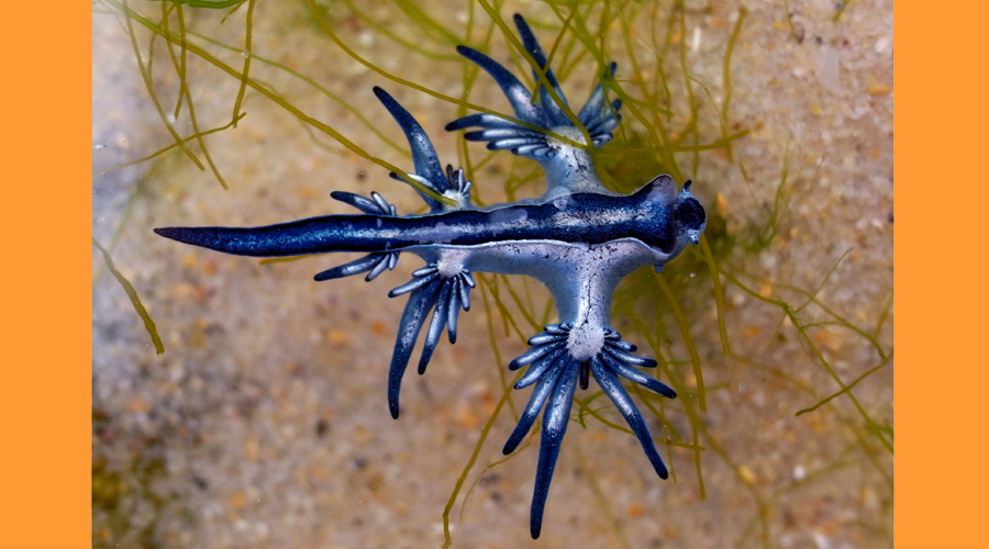 Un exemplar de drac blau (Getty images)